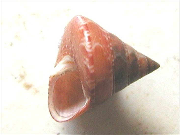 Esemplari famiglia Trochidae