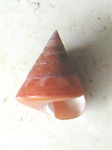 Esemplari famiglia Trochidae