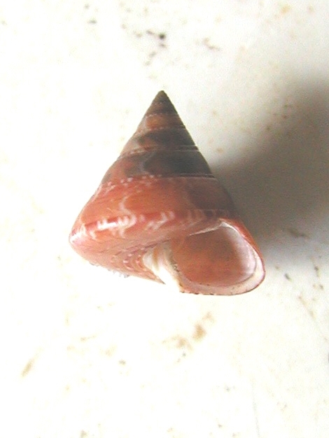 Esemplari famiglia Trochidae