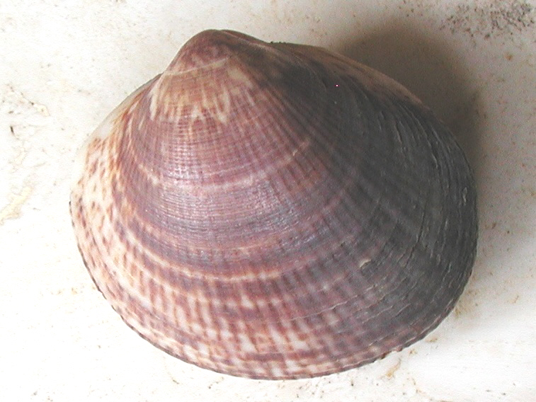 Glycymeris sp.