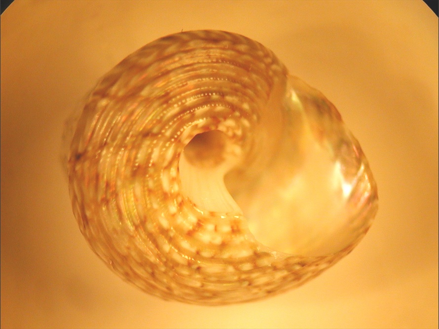 Gibbula leucophaea