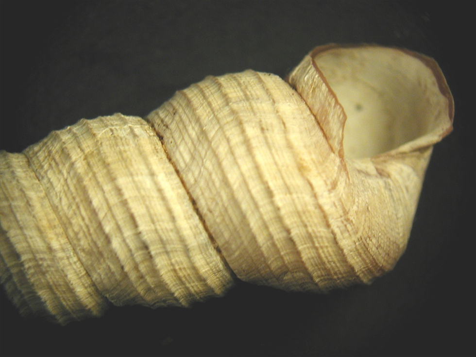 Mesalia mesal e Mesalia  brevialis?