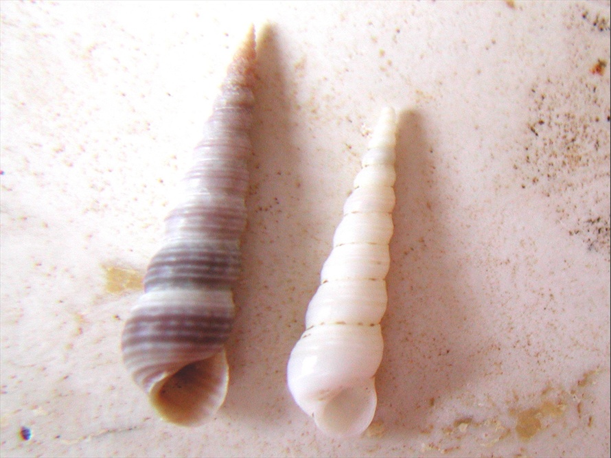 Mesalia mesal e Mesalia  brevialis?
