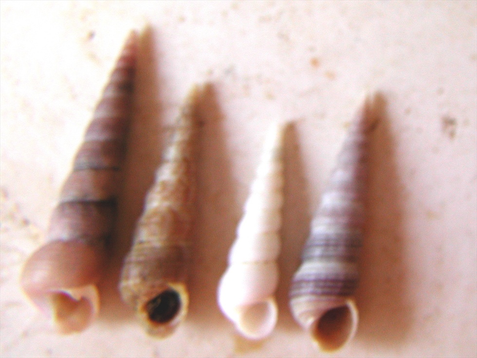 Mesalia mesal e Mesalia  brevialis?