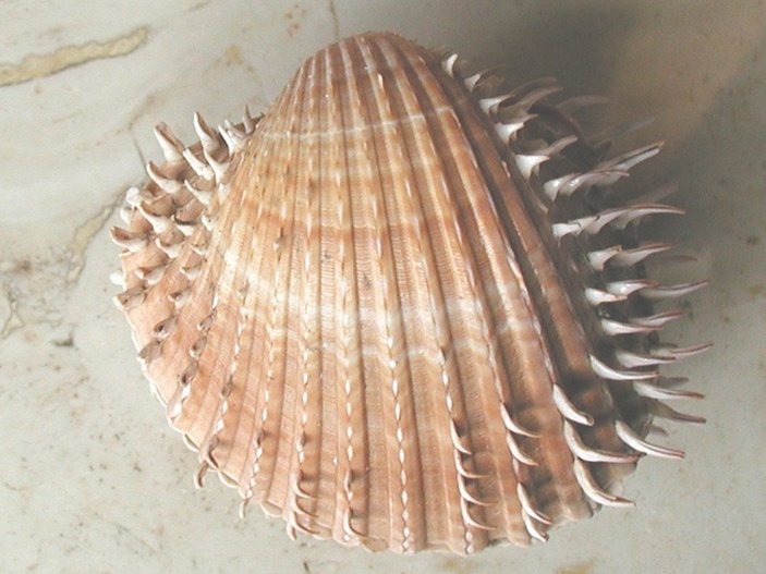 Acanthocardia spinosa
