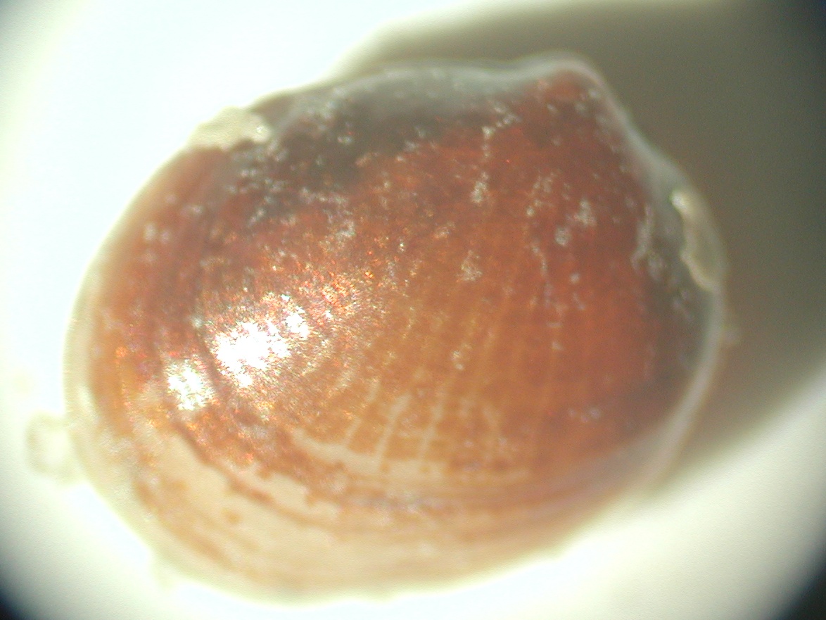 Montacuta substriata