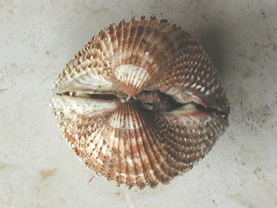 Acanthocardia spinosa