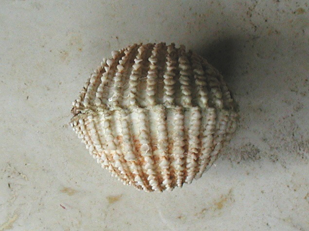 Acanthocardia spinosa