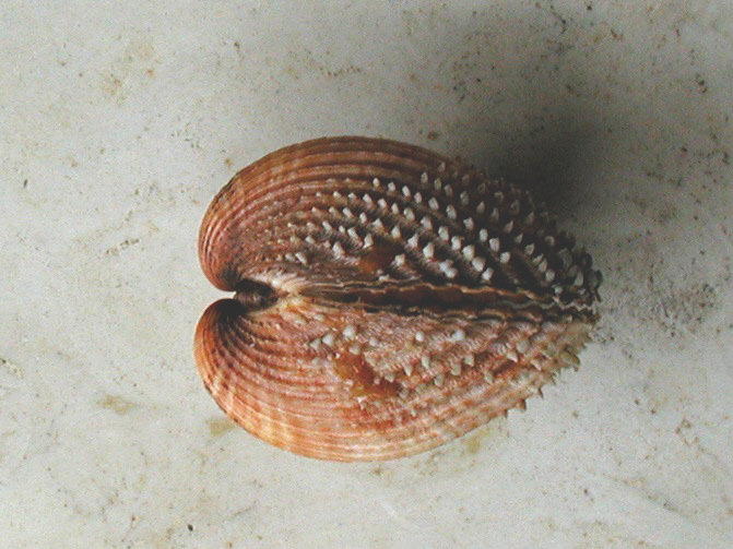 Acanthocardia spinosa