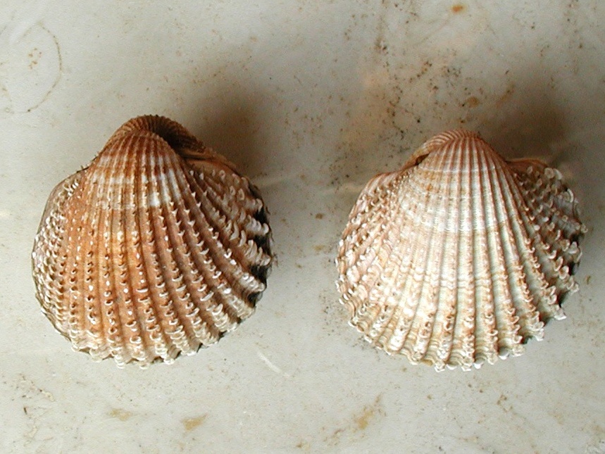 Acanthocardia spinosa