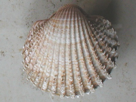 Acanthocardia spinosa