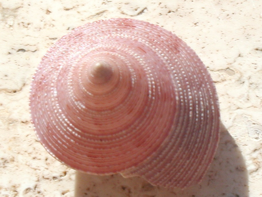 Calliostoma conolum viola & Raphitoma bicolor