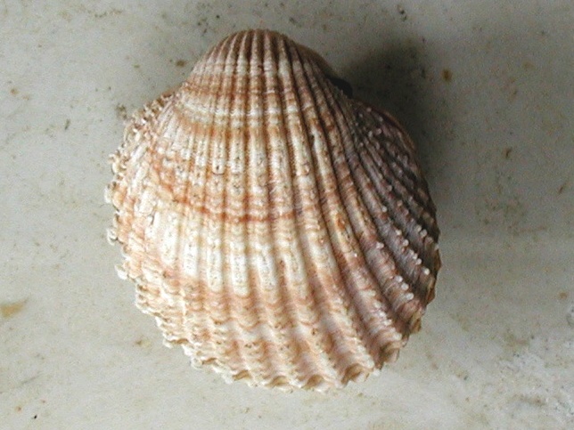 Acanthocardia spinosa