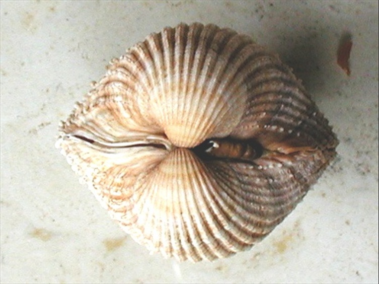 Acanthocardia spinosa