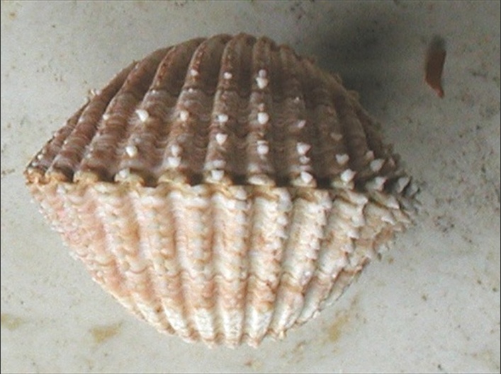 Acanthocardia spinosa