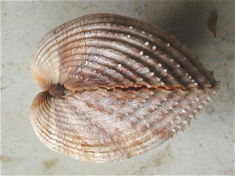 Acanthocardia spinosa