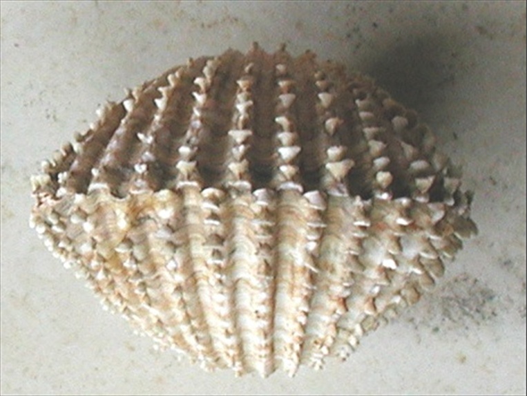 Acanthocardia spinosa