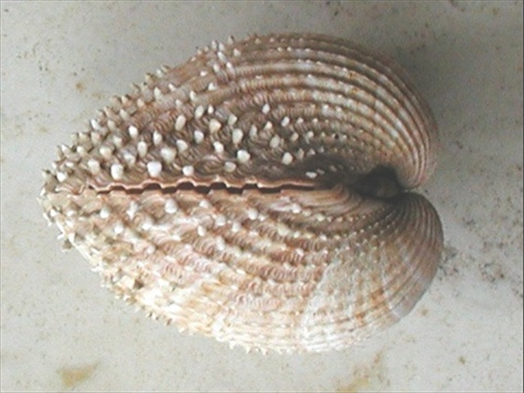 Acanthocardia spinosa