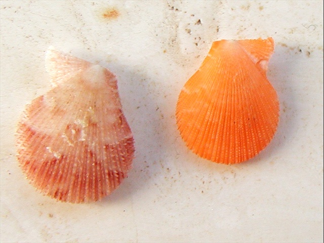 Famiglia Pectinidae