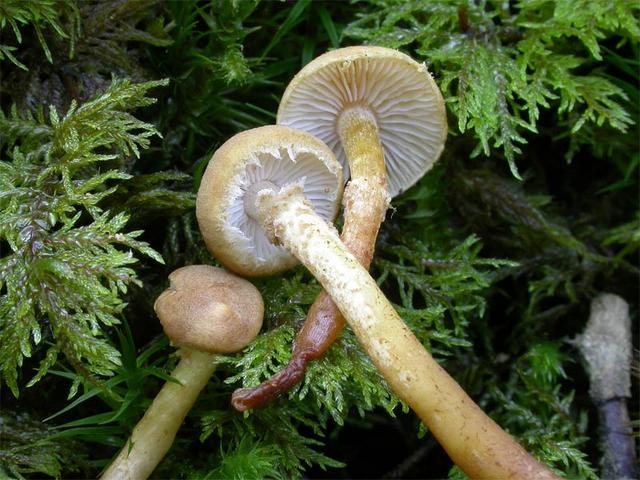 Cystoderma amianthinum