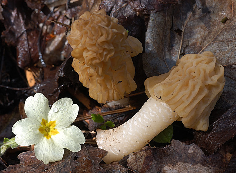 Funghi e vegetazione invasiva