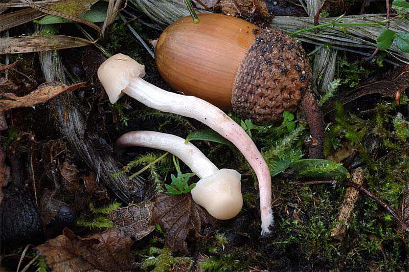 Camarophyllus (=Cuphophyllus=Hygrocybe) virgineus