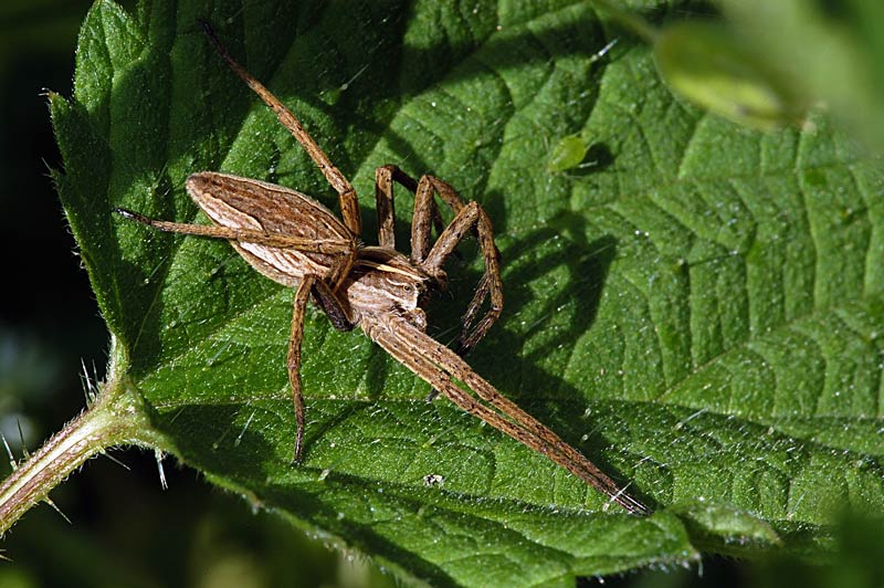Pisaura mirabilis