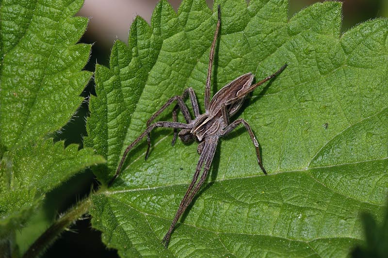 Pisaura mirabilis