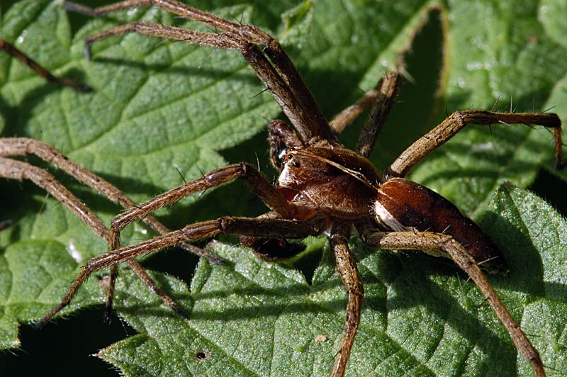 Pisaura mirabilis