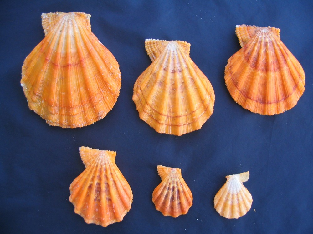 Manupecten pesfelis