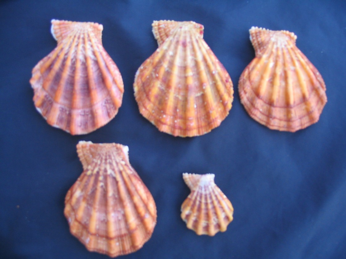 Manupecten pesfelis