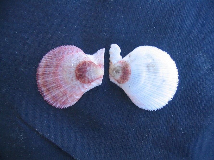 Mimaclamys varia