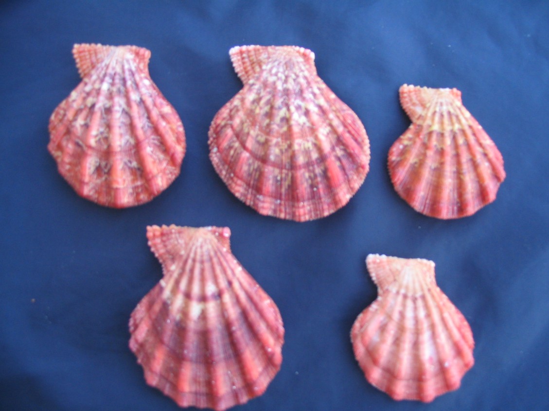 Manupecten pesfelis