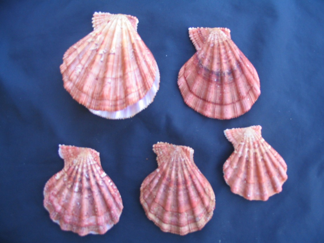 Manupecten pesfelis