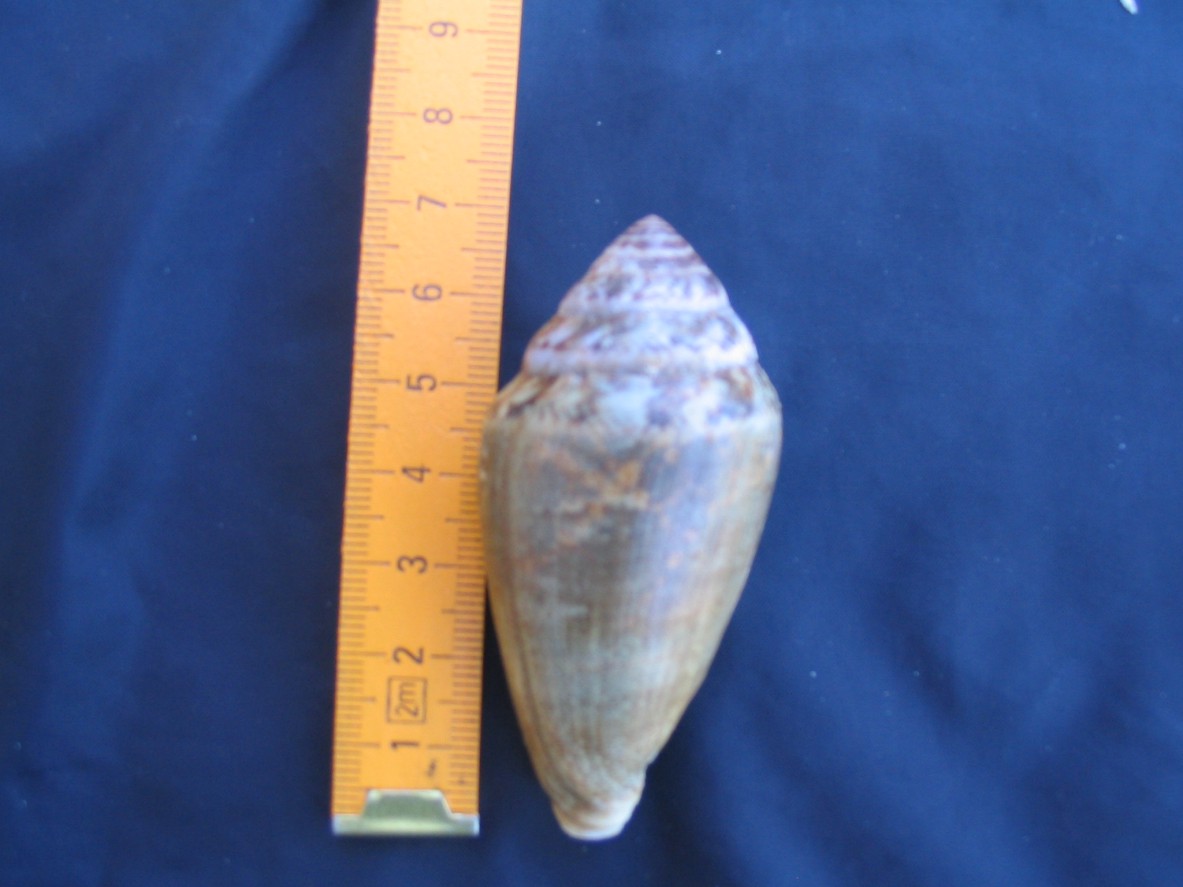 Conus mediterraneus