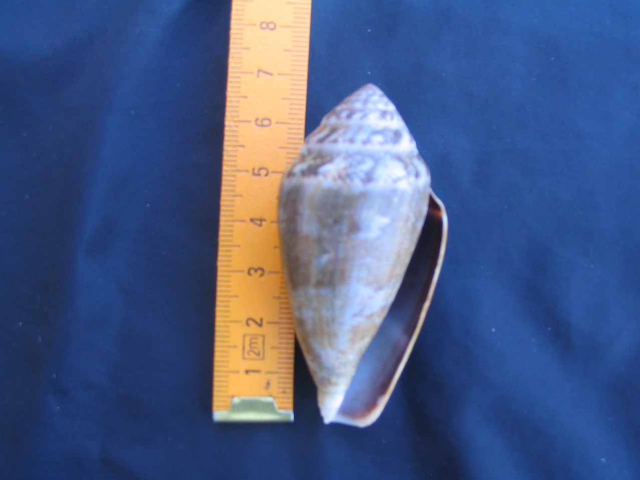 Conus mediterraneus