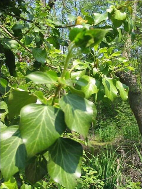 Hedera helix / Edera