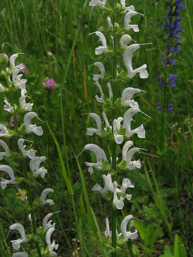 Salvia  apocromatica ...