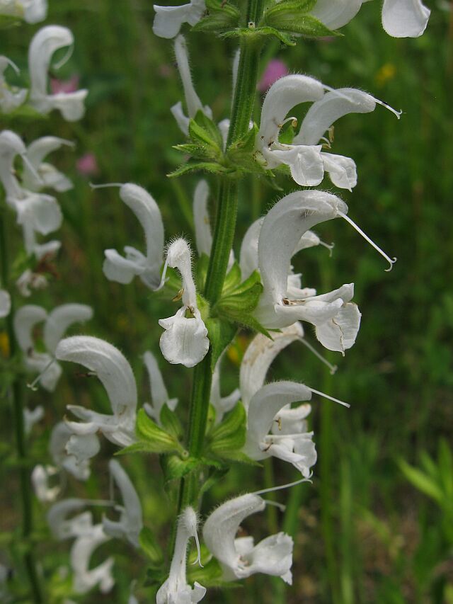 Salvia  apocromatica ...
