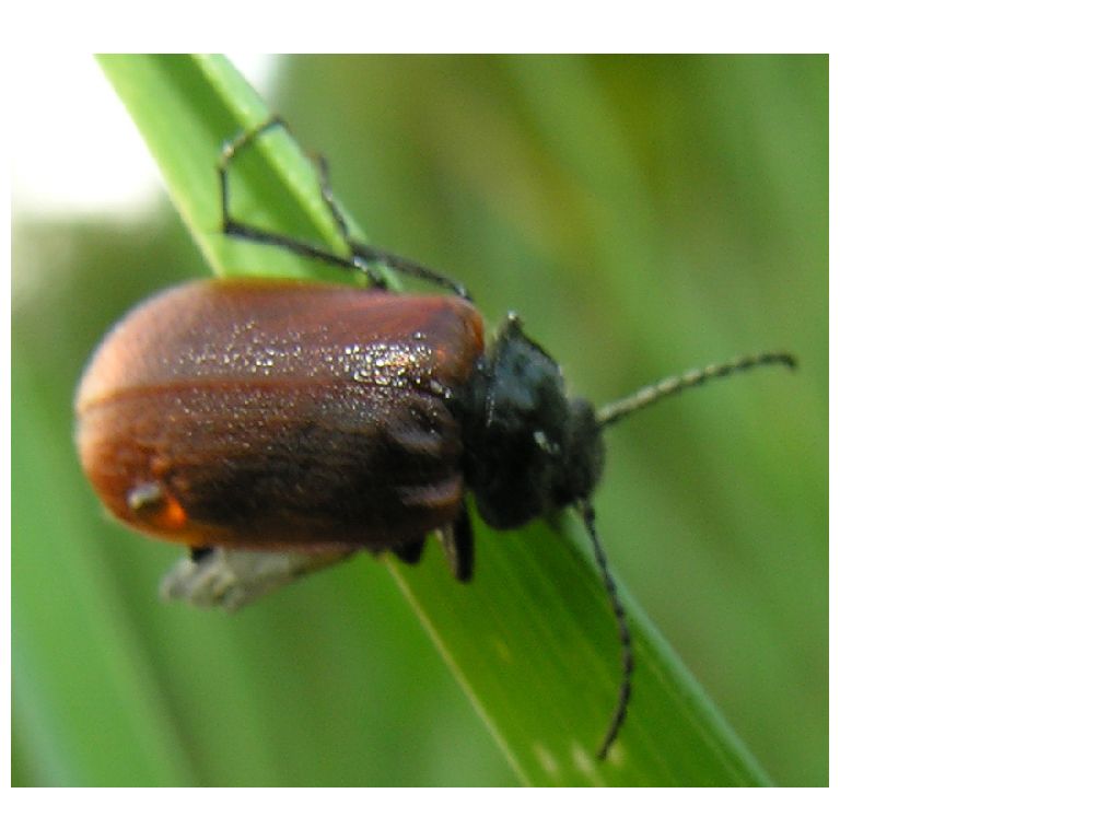 Omophlus lepturoides  e  Opatrum sabulosum