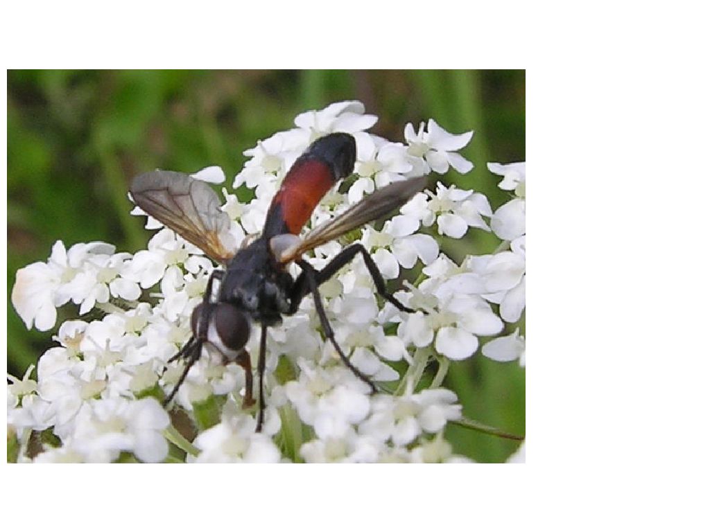 Cylindromya sp. e Nephrotoma sp.