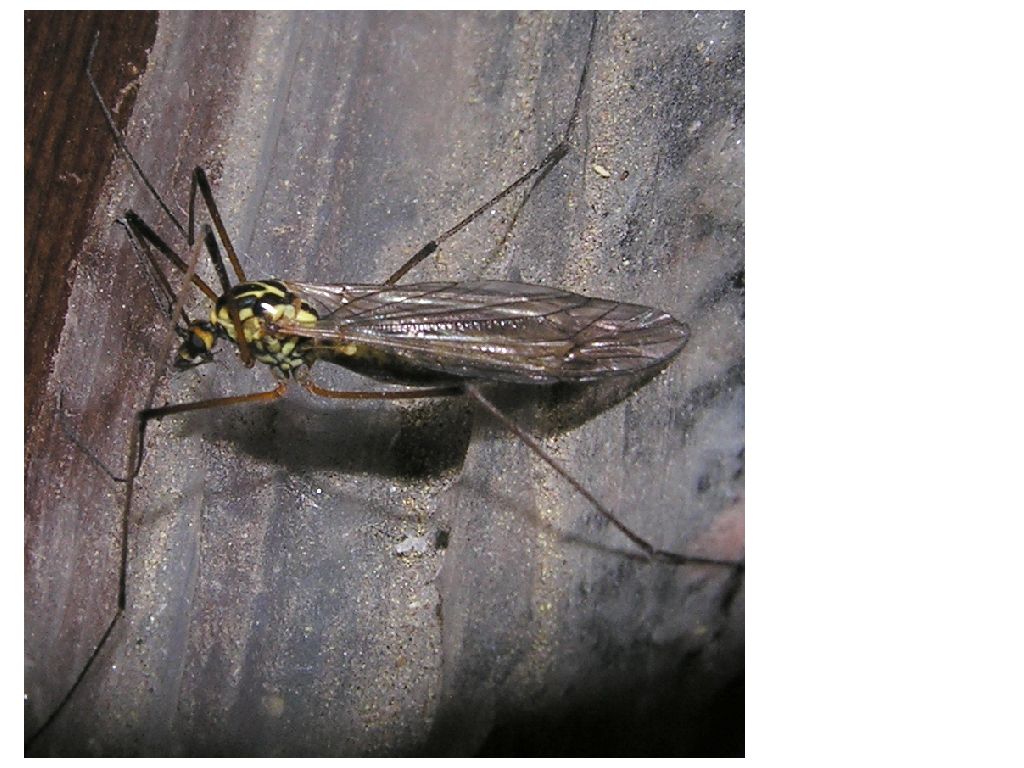 Cylindromya sp. e Nephrotoma sp.
