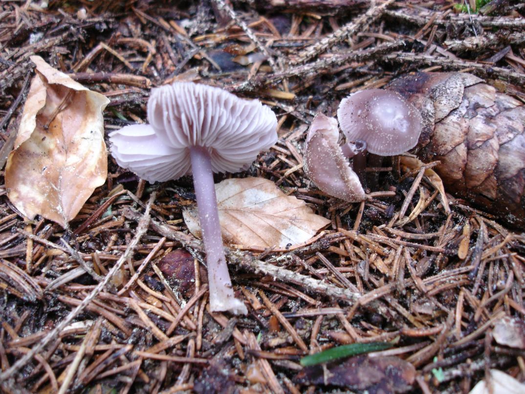 Peltigera horizontalis