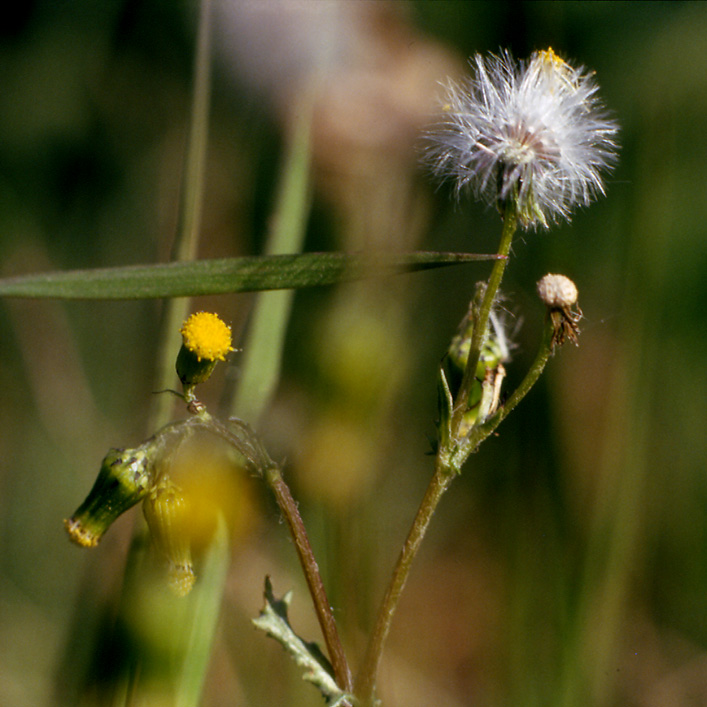 Senecio vulgaris / Senecione comune
