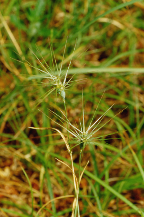 Triticum ovatum (=Aegilops geniculata) / Grano delle formiche