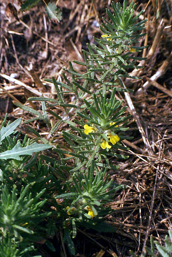 Ajuga chamaepitys / Iva artritica, Camepizio