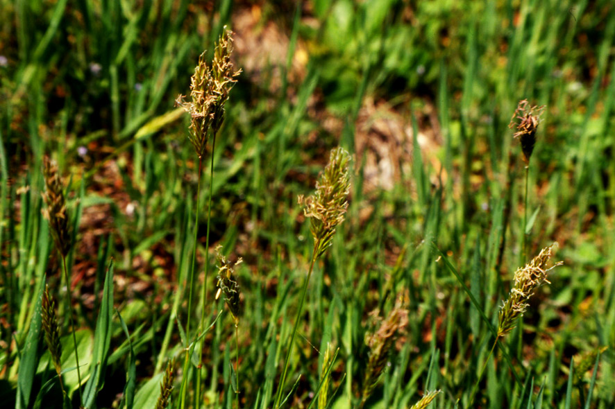 Anthoxanthum odoratum / Paleo odoroso