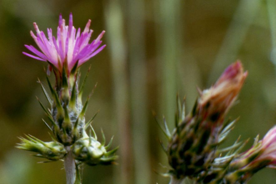 Carduus pycnocephalus / Cardo saettone