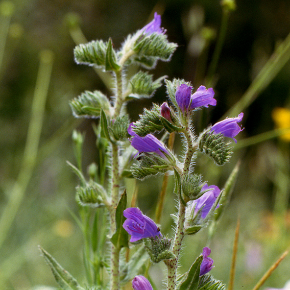 Echium vulgare / Erba viperina azzurra