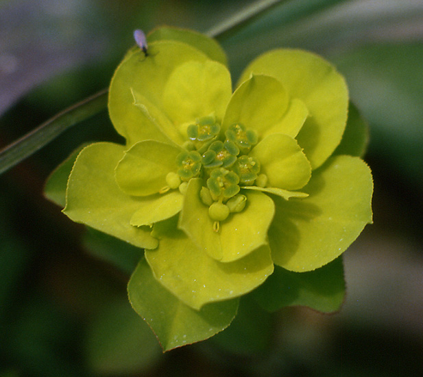 Euphorbia helioscopia / Euforbia calenzuola